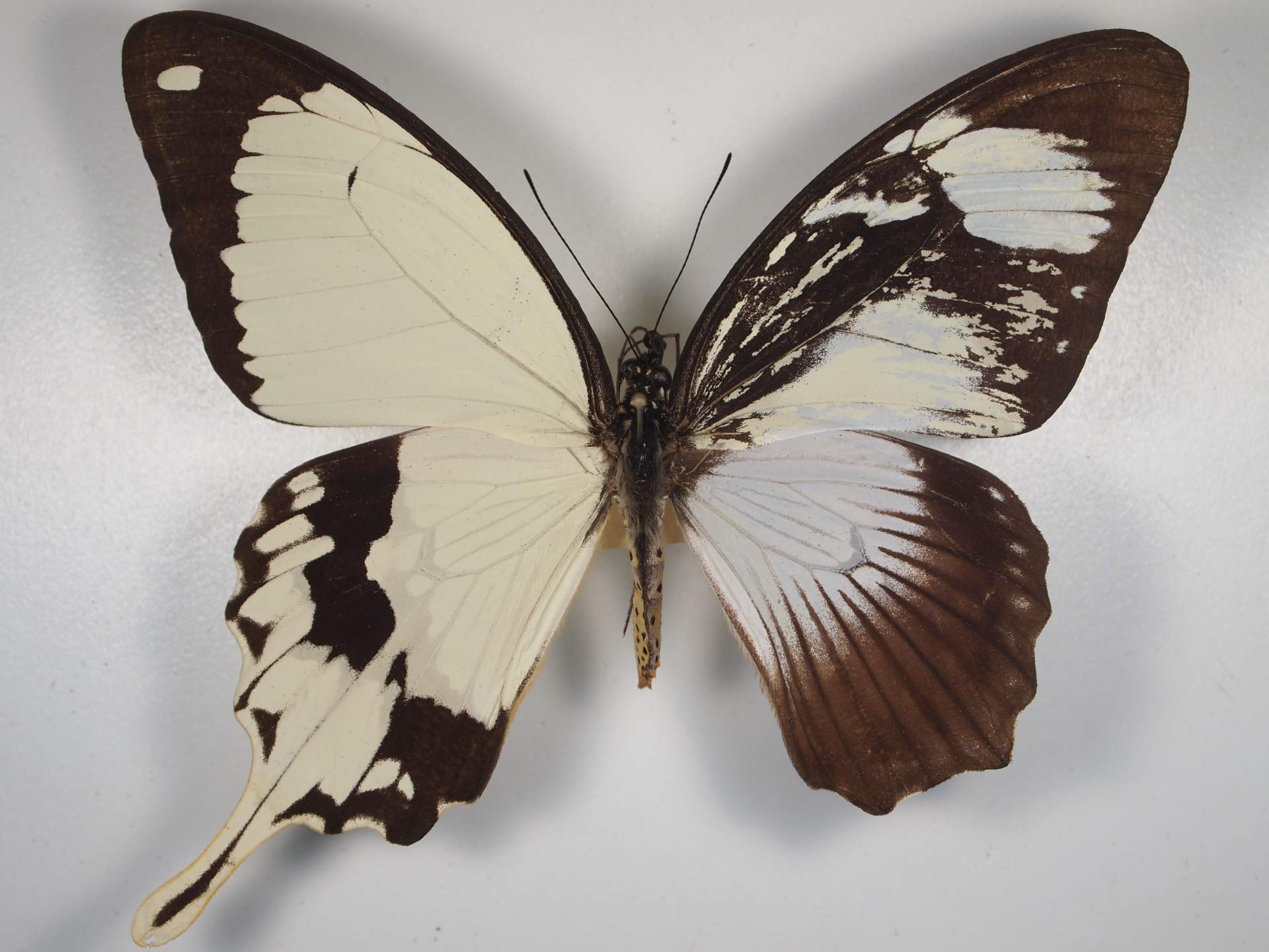 Paplio dardanus (Gynandromorph 1) (Internet Image property of respective owner, non-commercial use only)